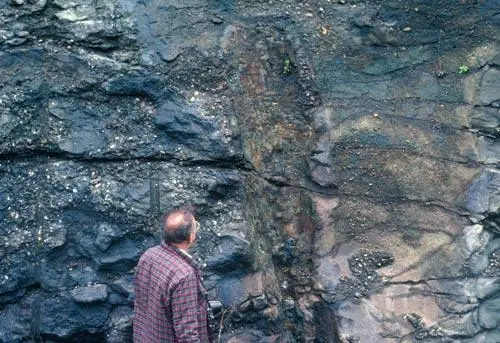 Hongos gigantescos