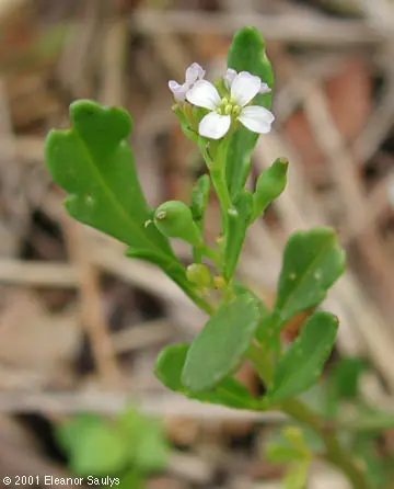 Las plantas ‘reconocen’ a sus parientes