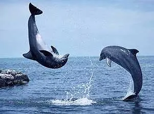 Insólito... pero cierto!