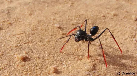 Hormigas del desierto de sahara