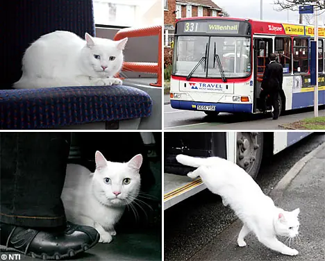 Dos historias sobre gatos ingleses