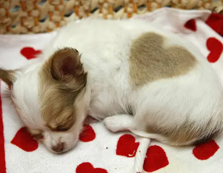 Chihuahua: un perrito con dos corazones