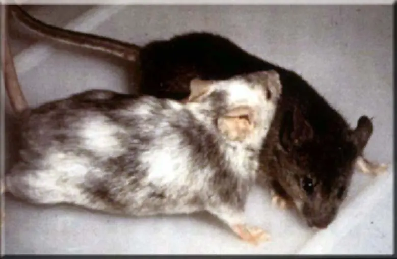 Descubrimientos Interesantes II