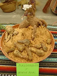 La mandragora y sus leyendas