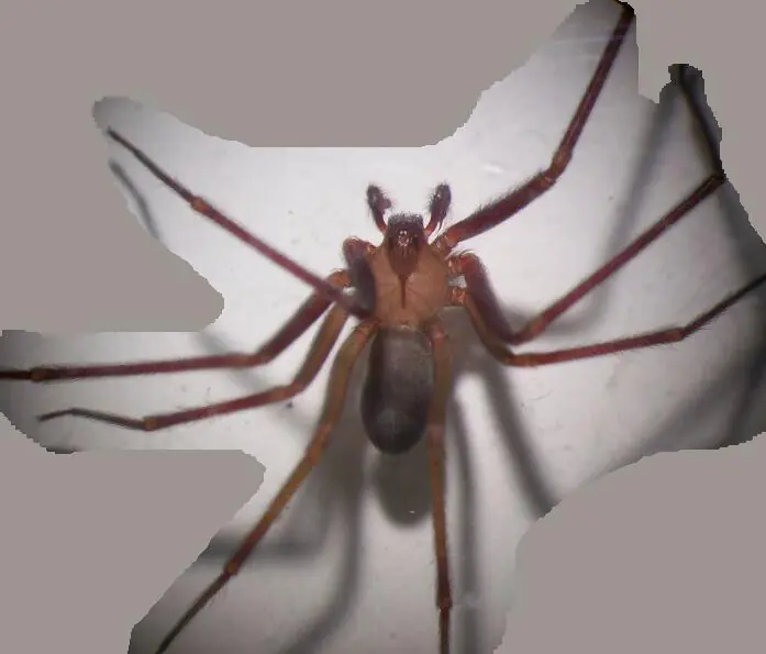 Araña violinista