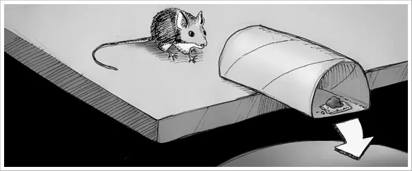 Como cazar un raton