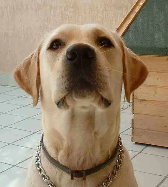 10 consejitos para cuidar a tu perro