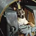 Laika esa perrita que murió en el espacio
