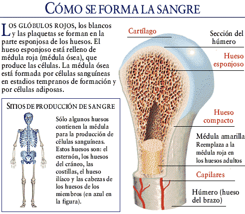 informacion sobre leucemia
