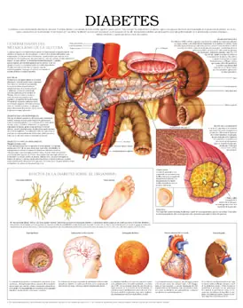 Diabetes. (Importante)