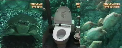 Quien no hizo Pis entre los peces? [Para Taringueras]