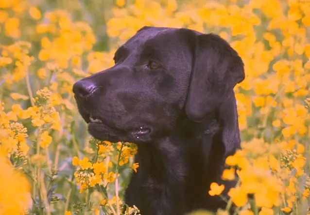 Labrador Retriever