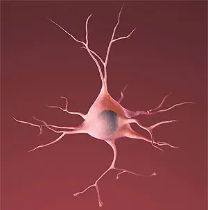 ¿Dejan de crecer las neuronas cuando nos hacemos adultos?