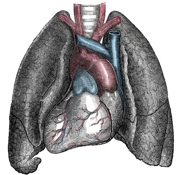 Situs Inversus: Organos al reves