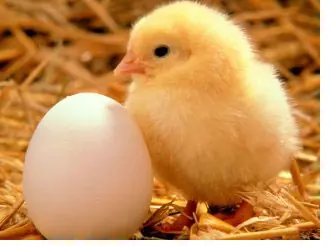 científicos resuelven el mito del huevo o la gallina