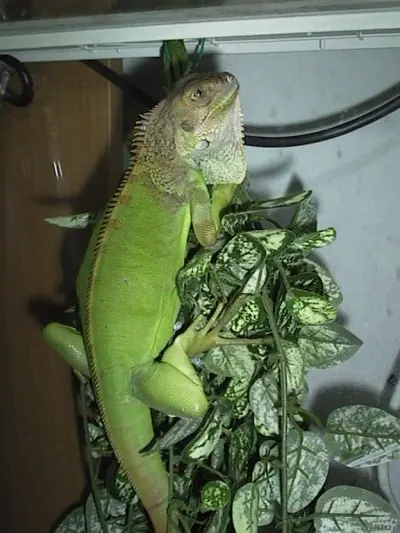 Iguana Iguana - Iguana verde