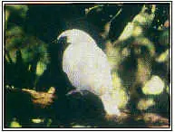 Pajaro Campana