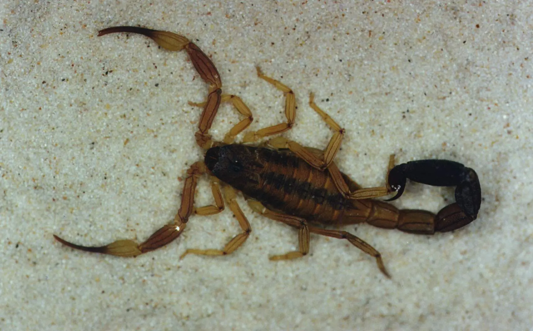 ¿Escorpiones o Alacranes?