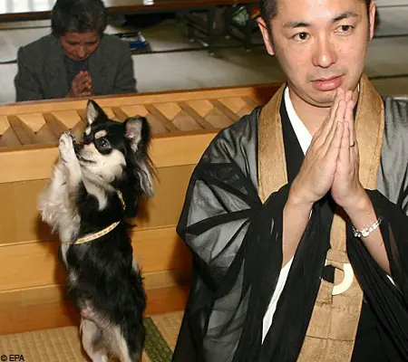 Conan, el perrito religioso