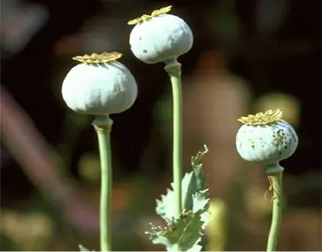 Megapost de estupefacientes fumables.. solo plantas por ahor