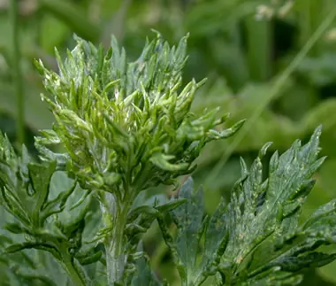 plantas fumables apologia