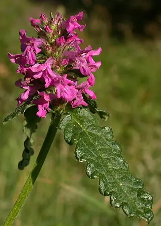 plantas fumables apologia