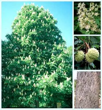 plantas fumables apologia