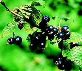 plantas fumables apologia