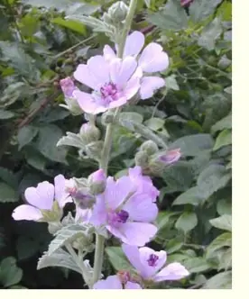 plantas fumables apologia