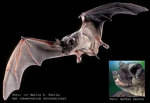 Murcielagos_imagenes e Info