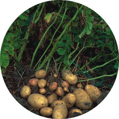 Como sacarse el dolor de cabeza