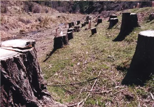 No a la tala de bosques nativos en Colombia