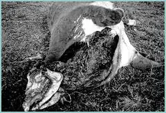 se acuerdan de las mutilaciones....