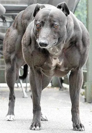 truco