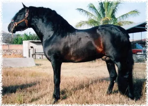 Caballos