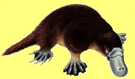 El Ornitorrinco