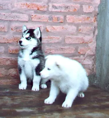 Husky Siberian