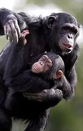 chimpances y la memoria