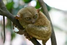 Los animales más raros del mundo en peligro