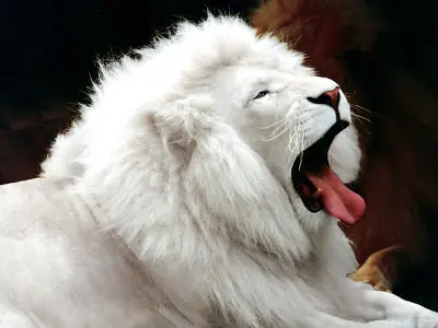 Los leones blancos africanos