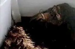 Encontraron en un bosque de EEUU el cadáver de "Pie G