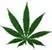 Marihuana: La otra cara de la moneda(post informativo)
