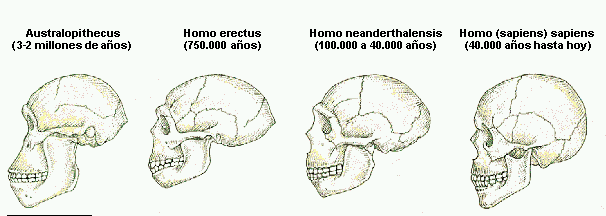 monos
