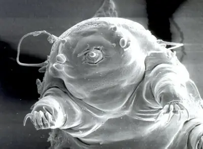 Criaturas que sobreviven en el espacio