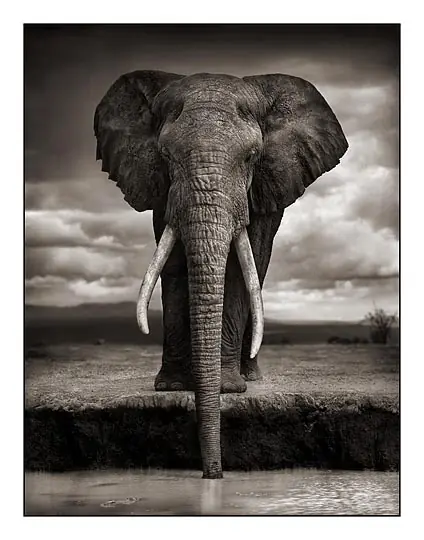 Nick Brandt - Artista