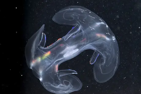 Nuevas y raras especies encontradas en Australia