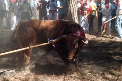 Maltrato de animales - El festejo del Toro de la Vega