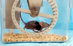 Entrenamiento con una pastilla