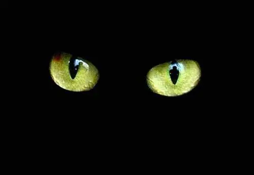 El gato negro, por Edgar Allan Poe