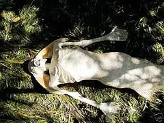 Sirena en el Lago Maracaibo..